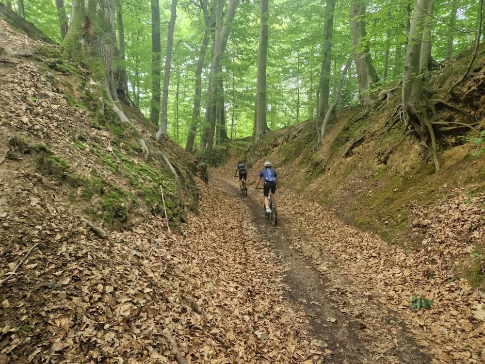 Brabantse_16