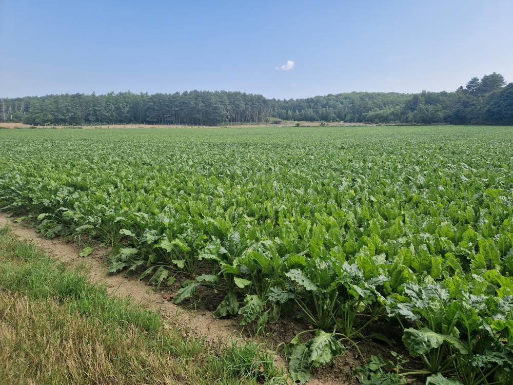 Brabantse_18