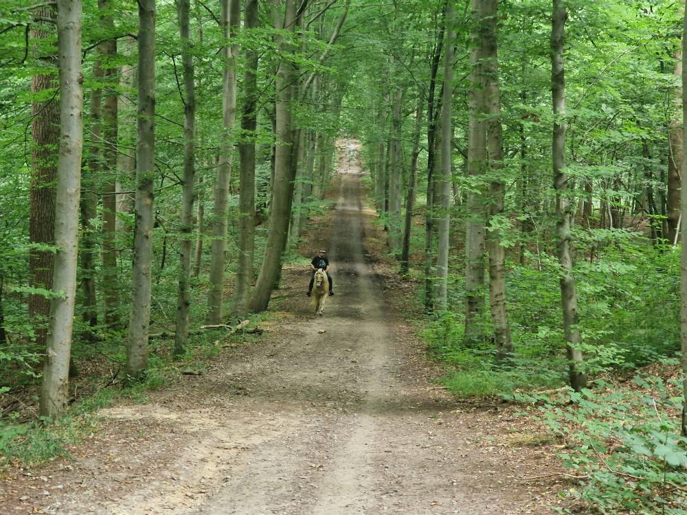 Brabantse_26