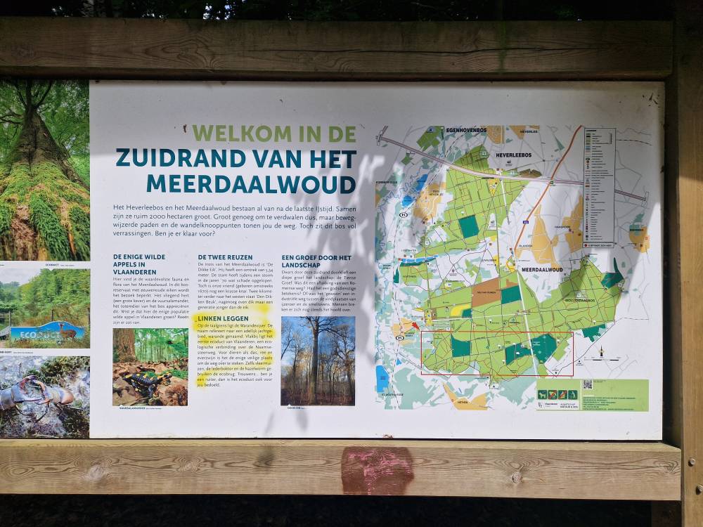 Brabantse_33