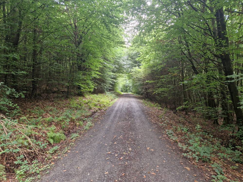 Burgwald_26