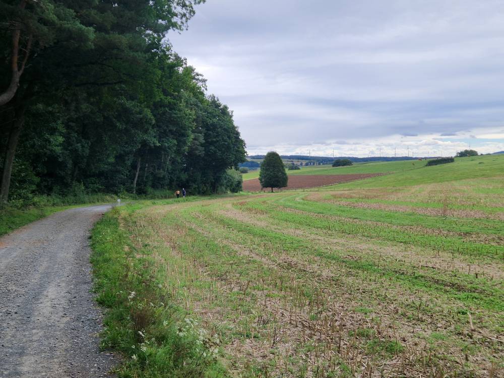 Burgwald_27