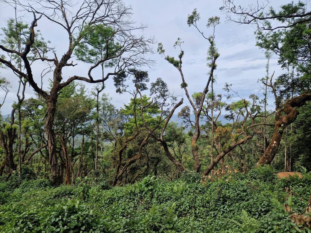 Malnad_21