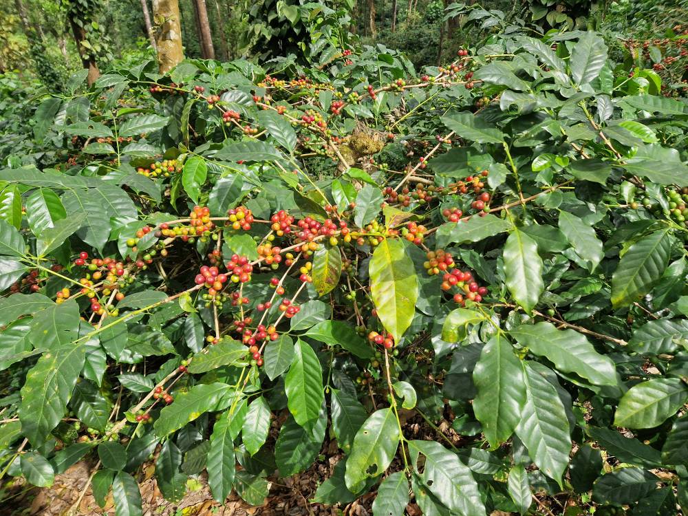 Malnad_28